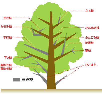 樹根位置|樹木の部位の名称